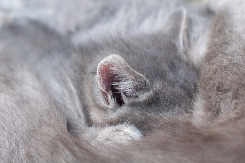 Mini uhce. by Katja Perko