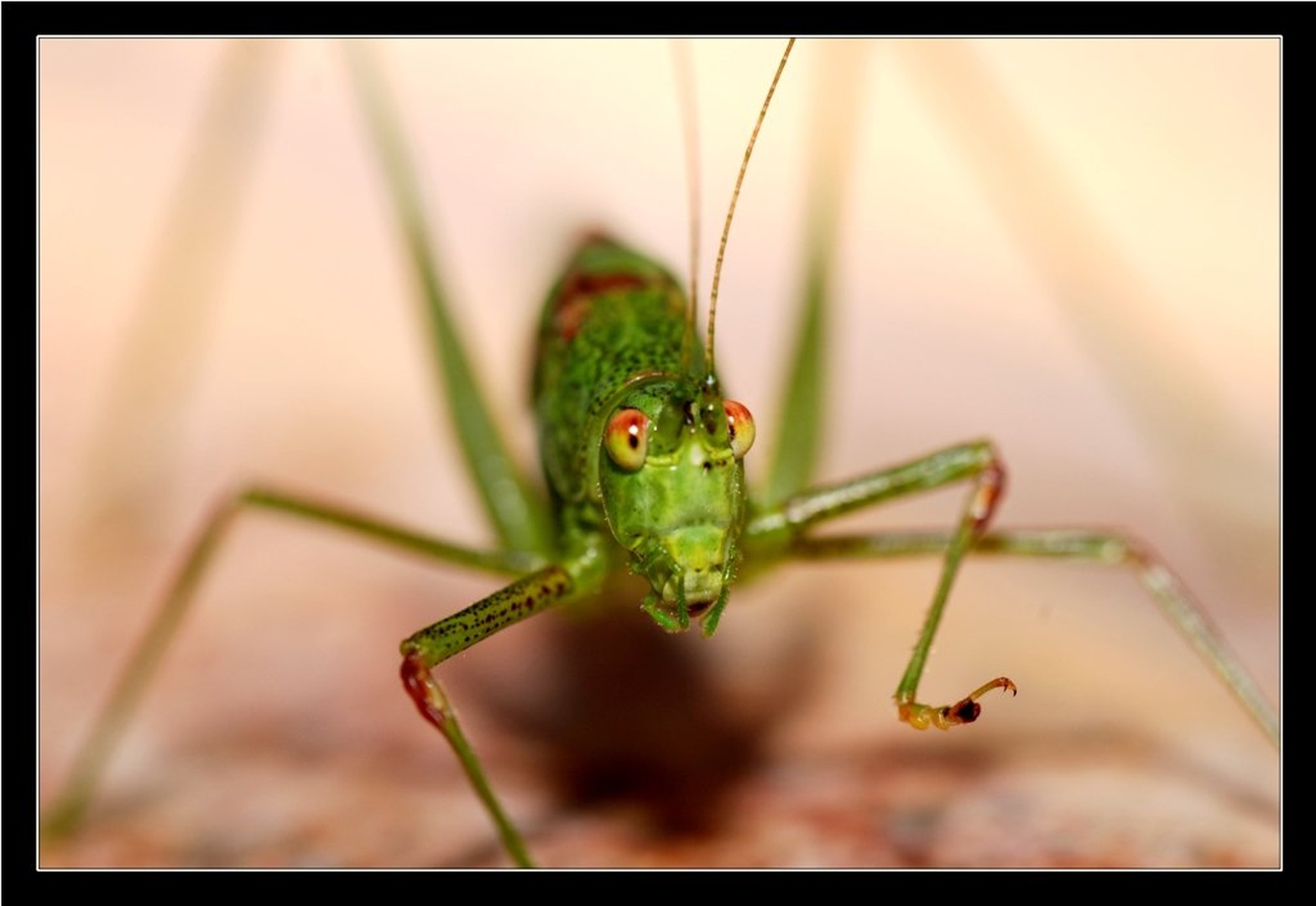 hello by bojan grebenc