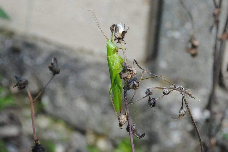 little green man 1 by Mateja Horvat