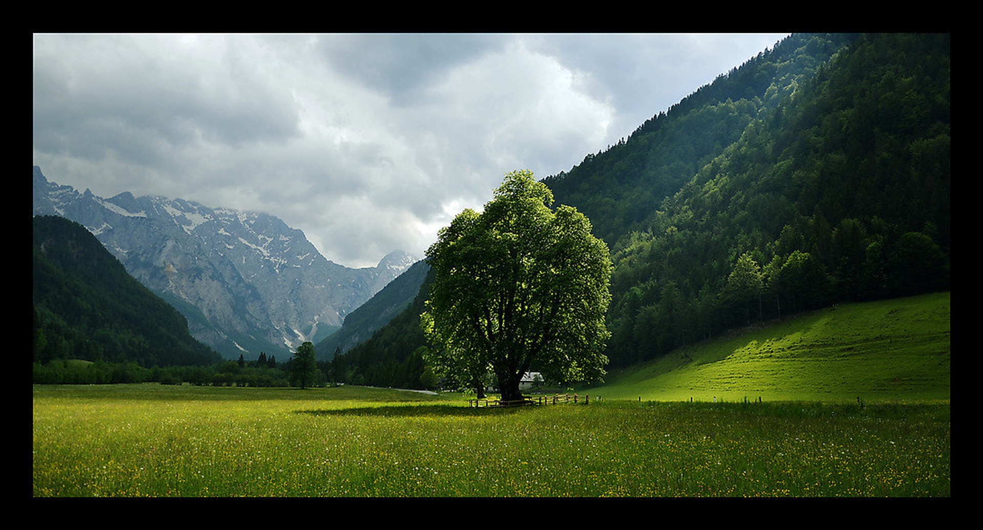 Tree in the valley by Gregor Črnjač
