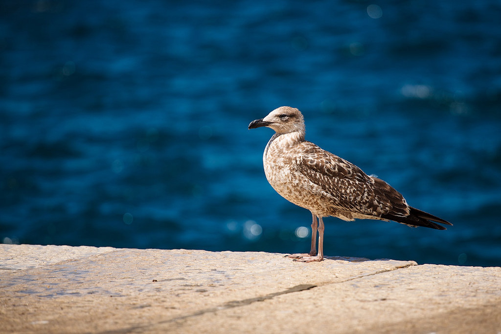 Mlad galeb by J.Z.
