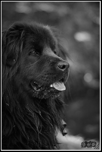 Every dog must have his day. by Gašper Markun