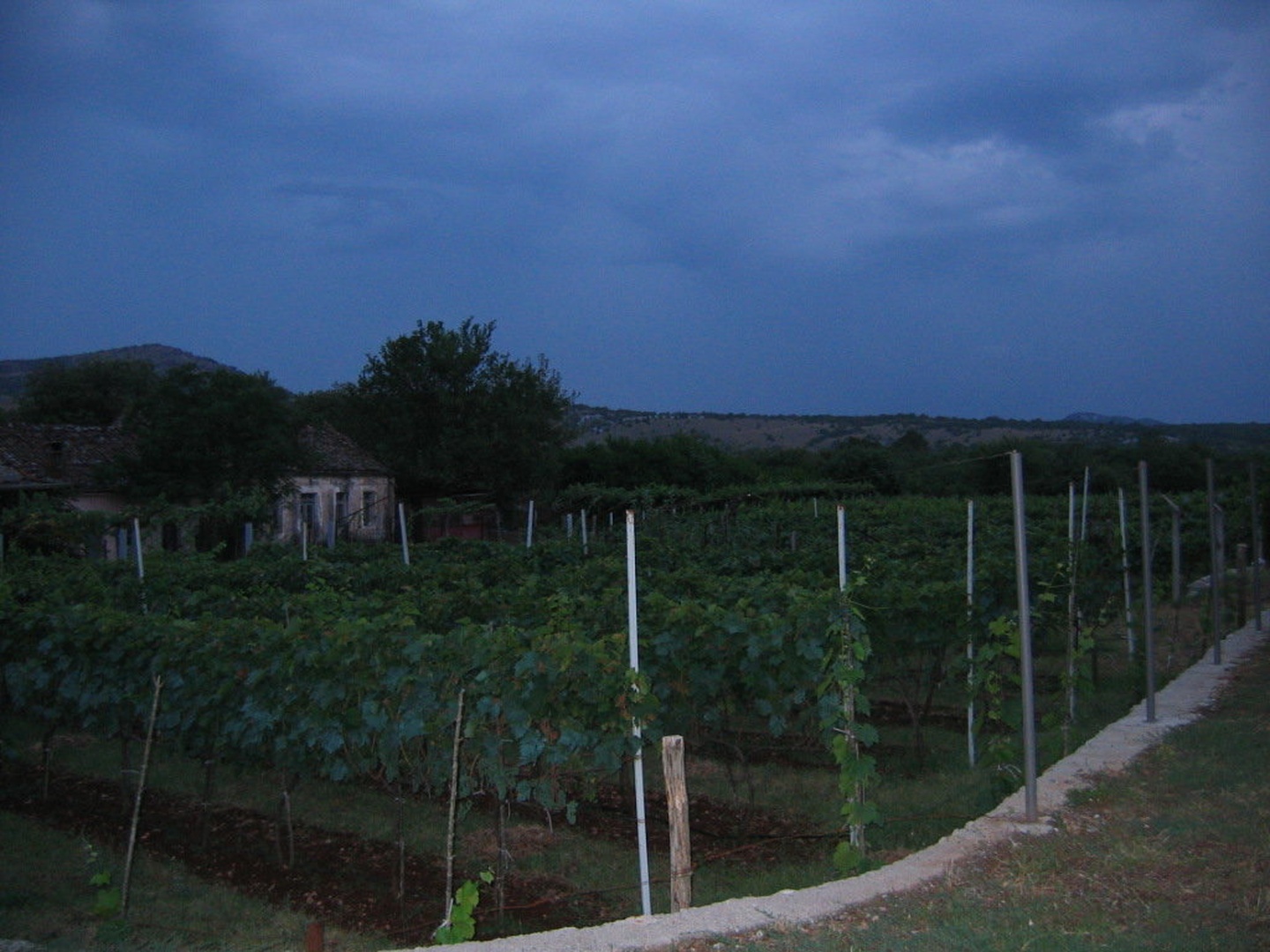 vinograd v Crni gori pred nevihto by pejo_monte