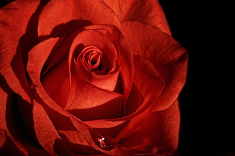 Orange Elegance by Simon Bregar