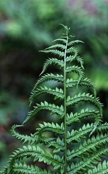 Pteridophyta by Simon Bregar
