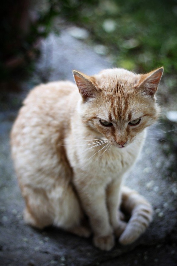 Naš Garfield. by Simon Bregar
