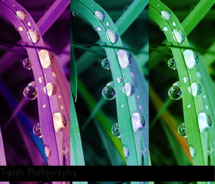 Drops by Tina