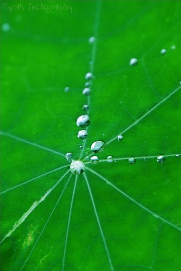 Drops by Tina