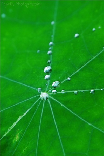 Drops by Tina