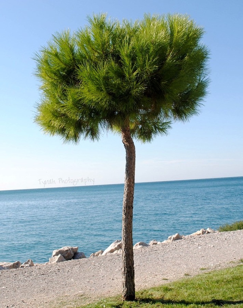 Green tree by Tina