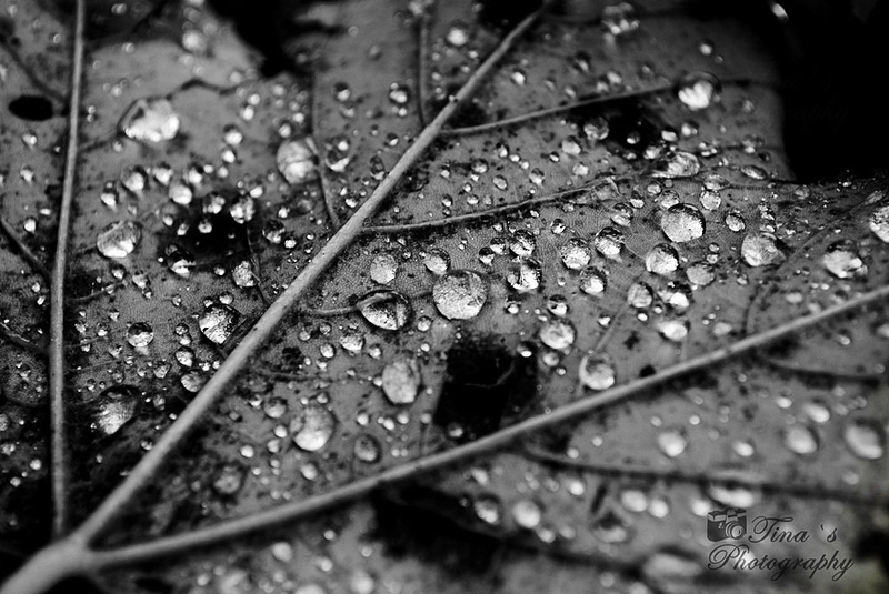 Autumn drops by Tina