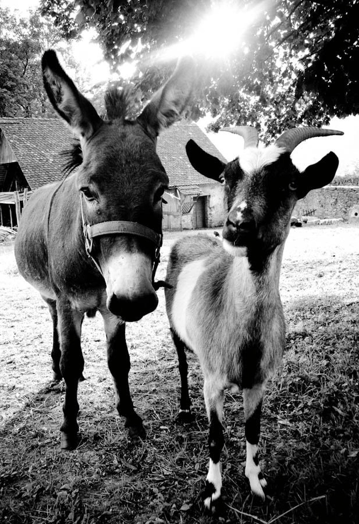 Odd Couple by