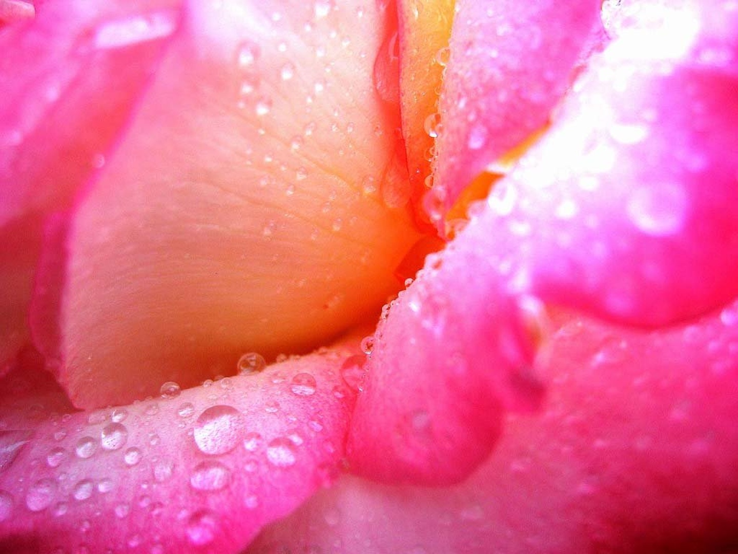 Pink by