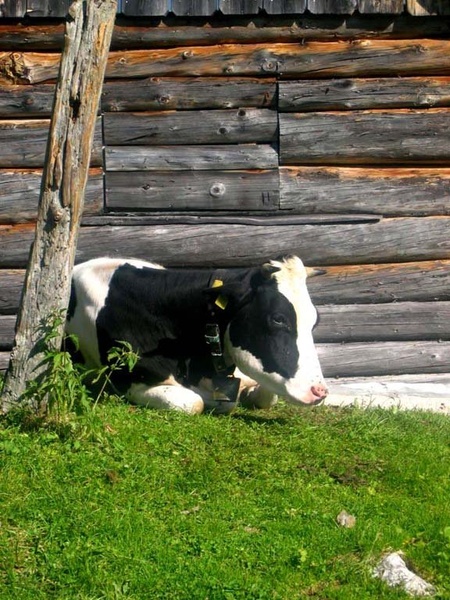 Muuu... by Cory