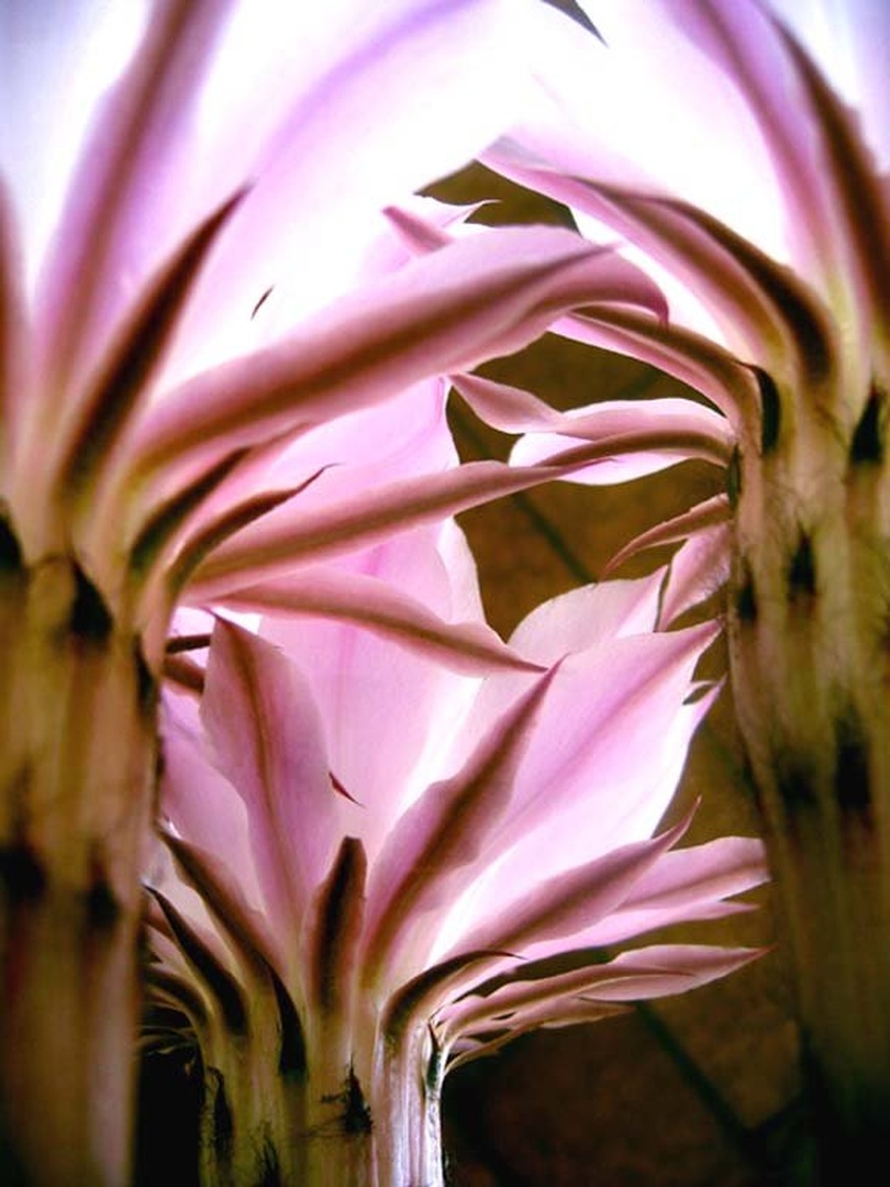 Palms by