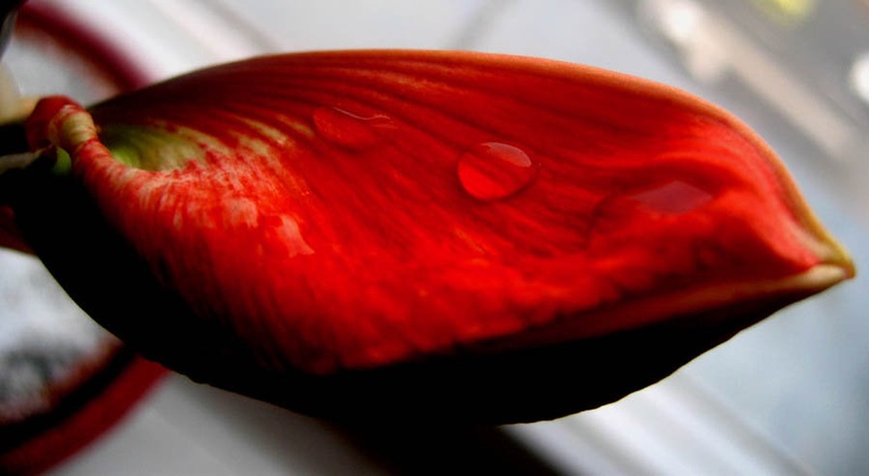 Red by Cory