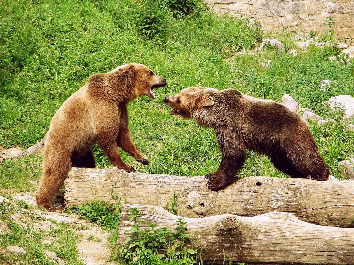 bear fight by Lara