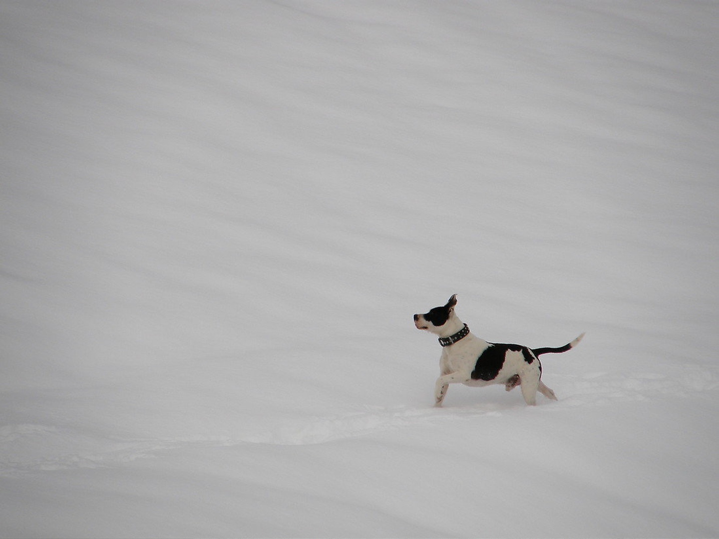 runing in the snow by Lara