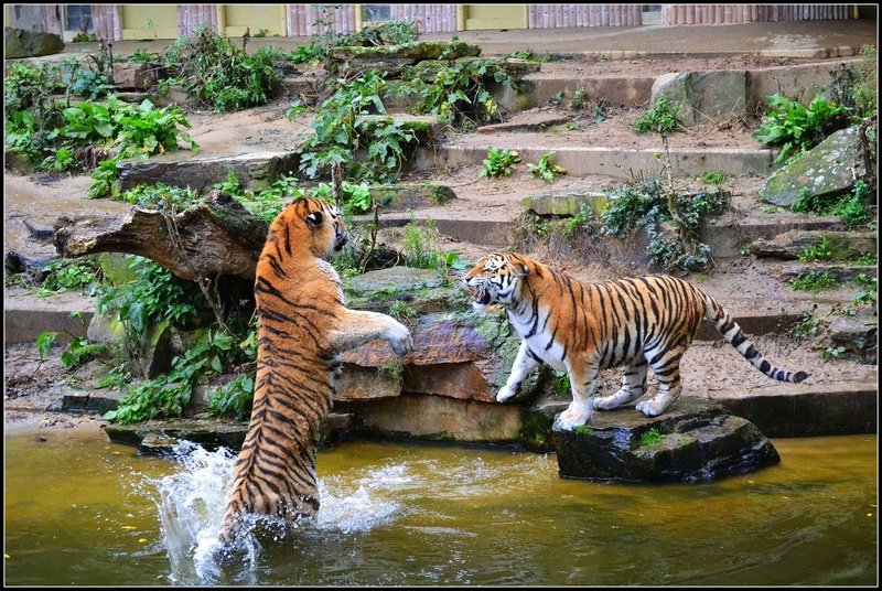 Angry Tigers by Lara