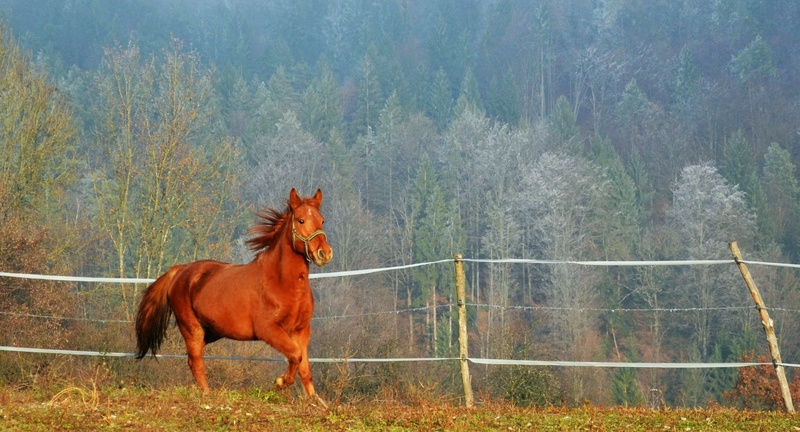 Red One by Lara