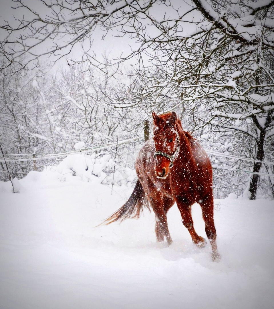 the Red one by Lara
