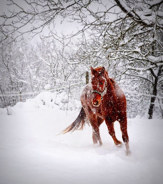 the Red one by Lara
