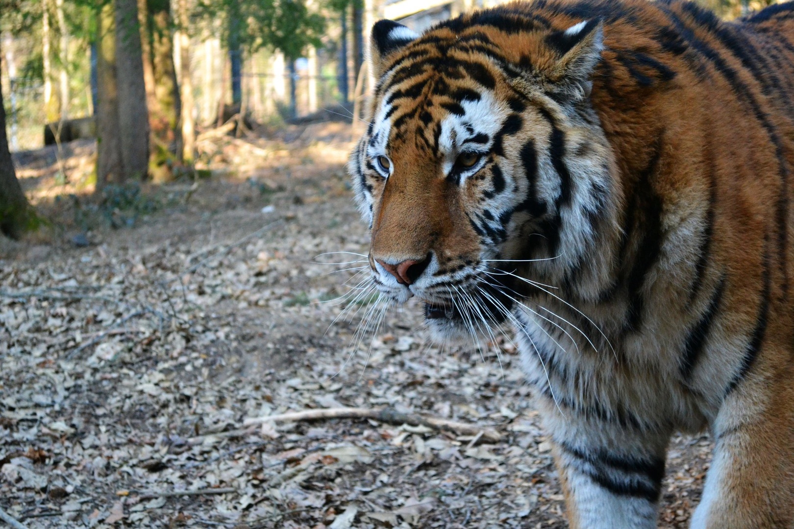 sweet big kitty by Lara