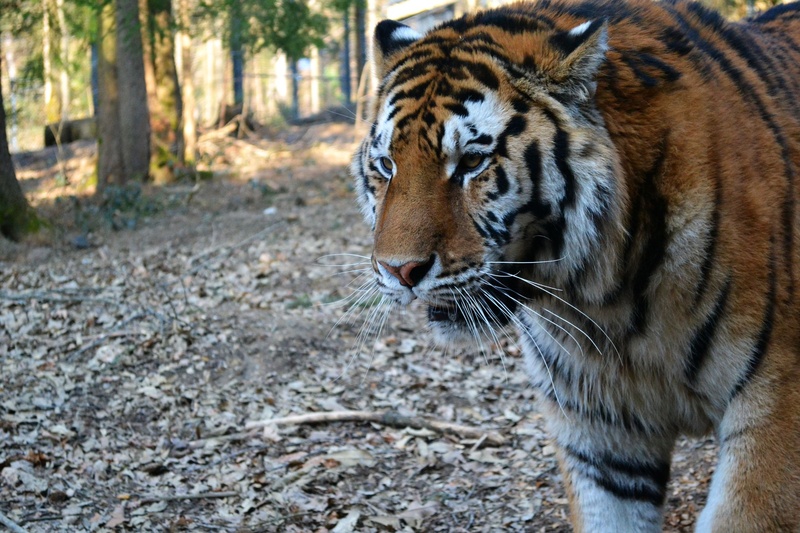 sweet big kitty by Lara