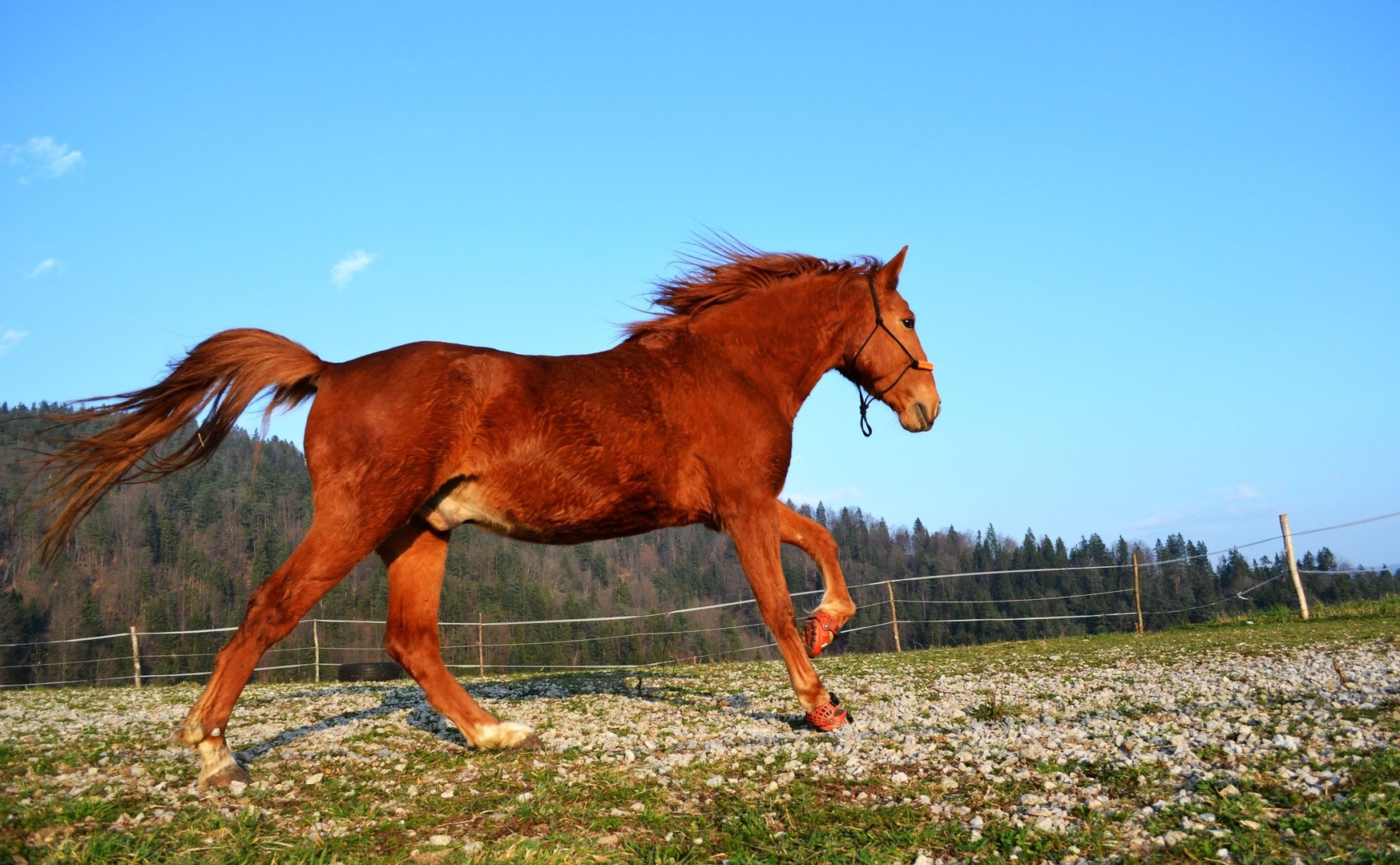 happy crazy red horsie by Lara