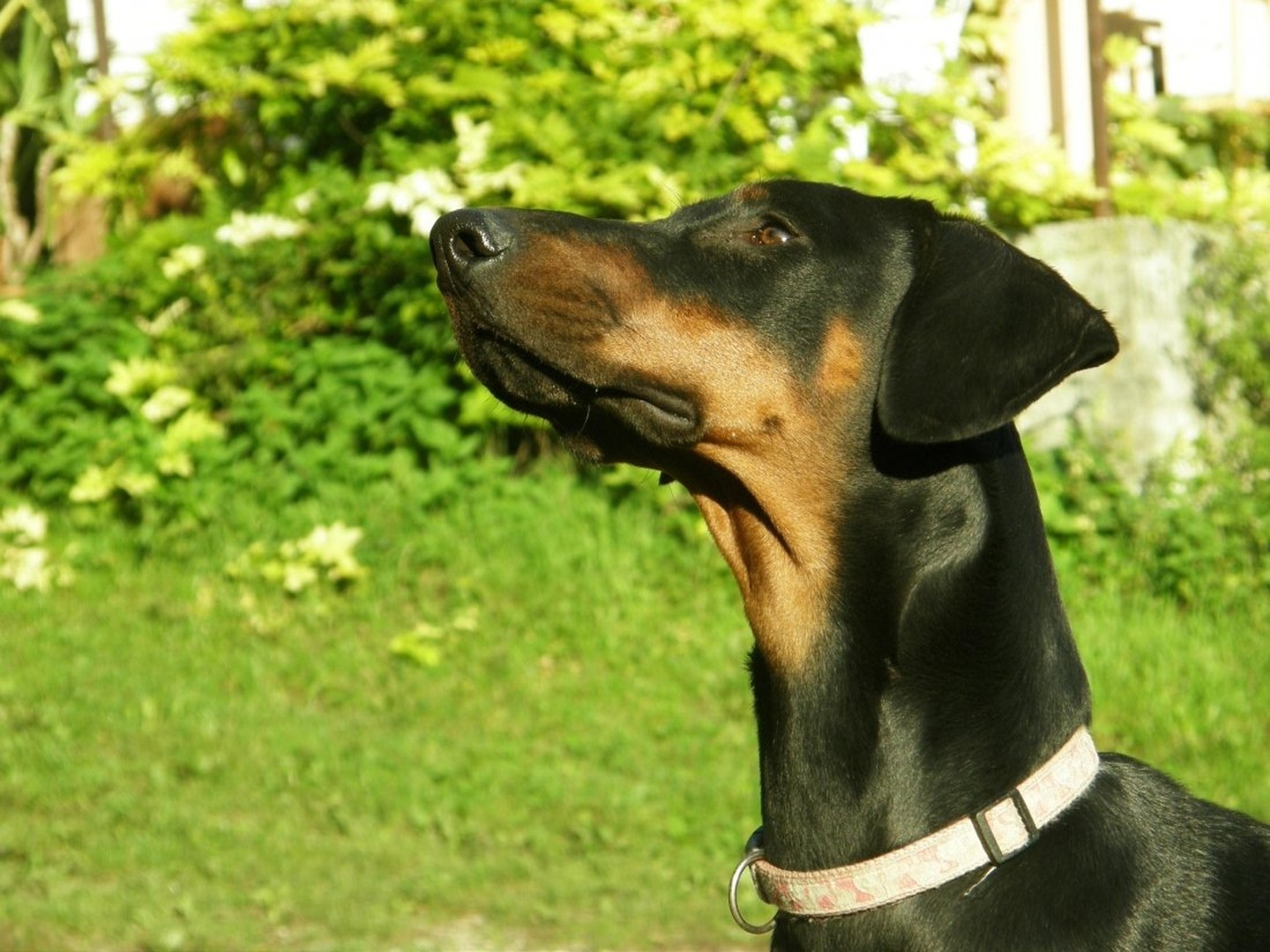 Nelly by Lara