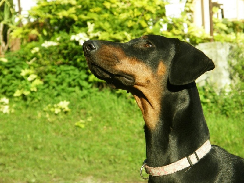 Nelly by Lara