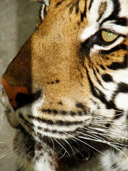 Tiger by Lara