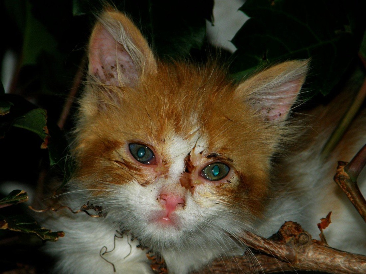 sad eyes by Lara