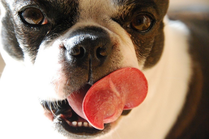 Boston Terrier by Tea Černič