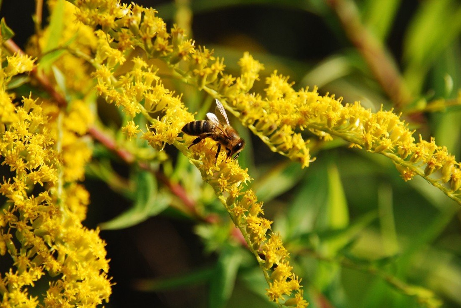 Bee by Tea Černič