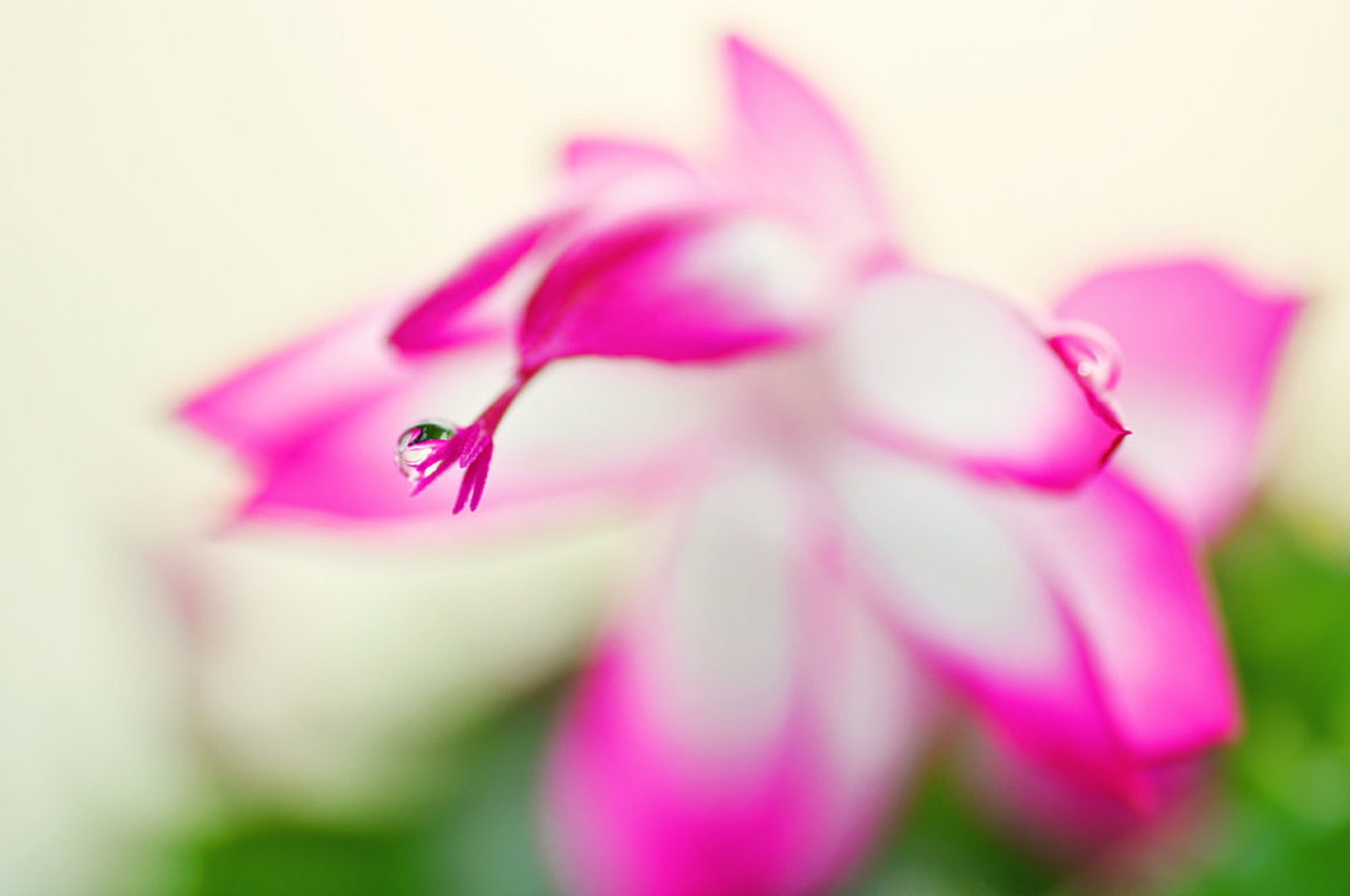 gentle... by Anja