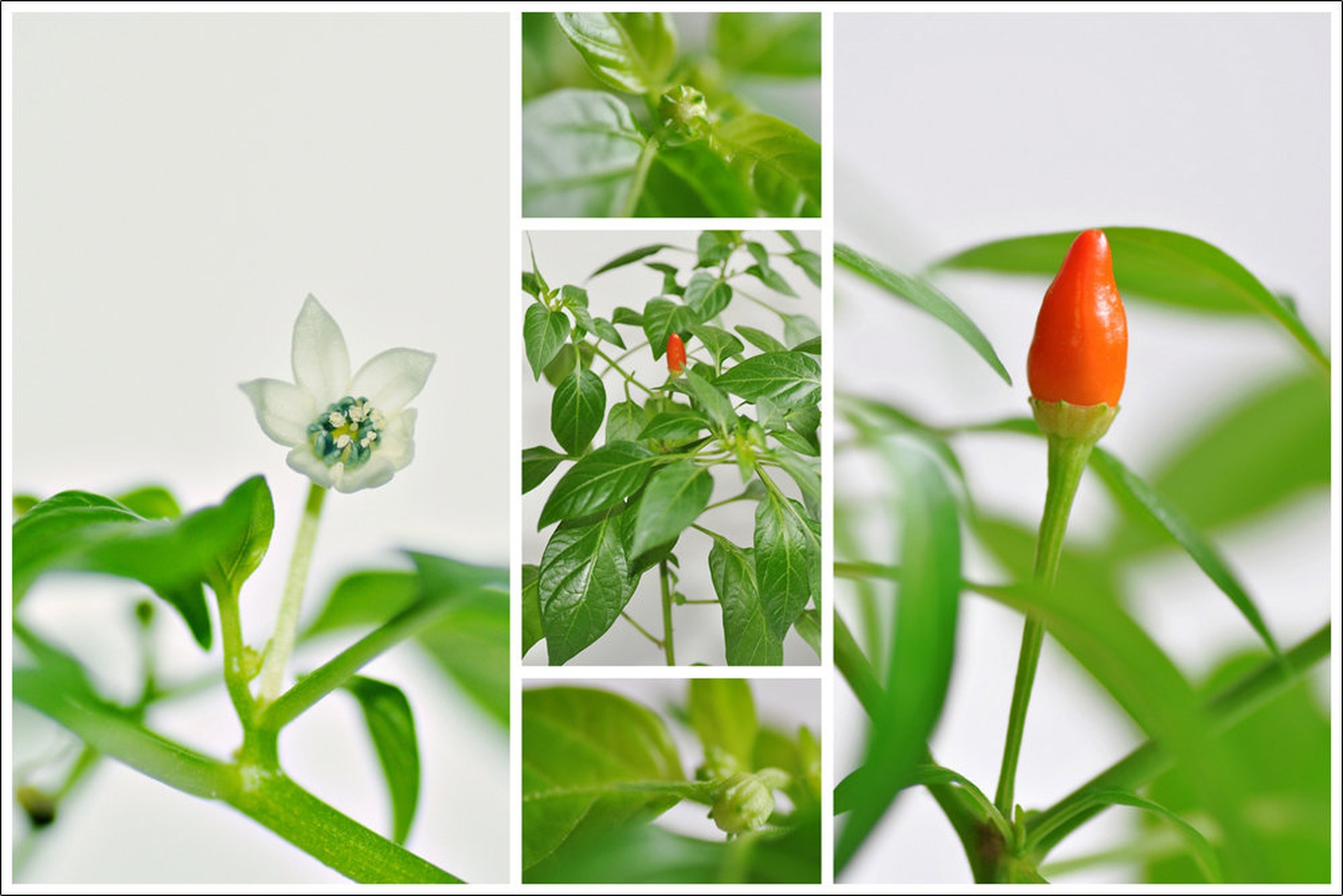 life of a chili by Anja