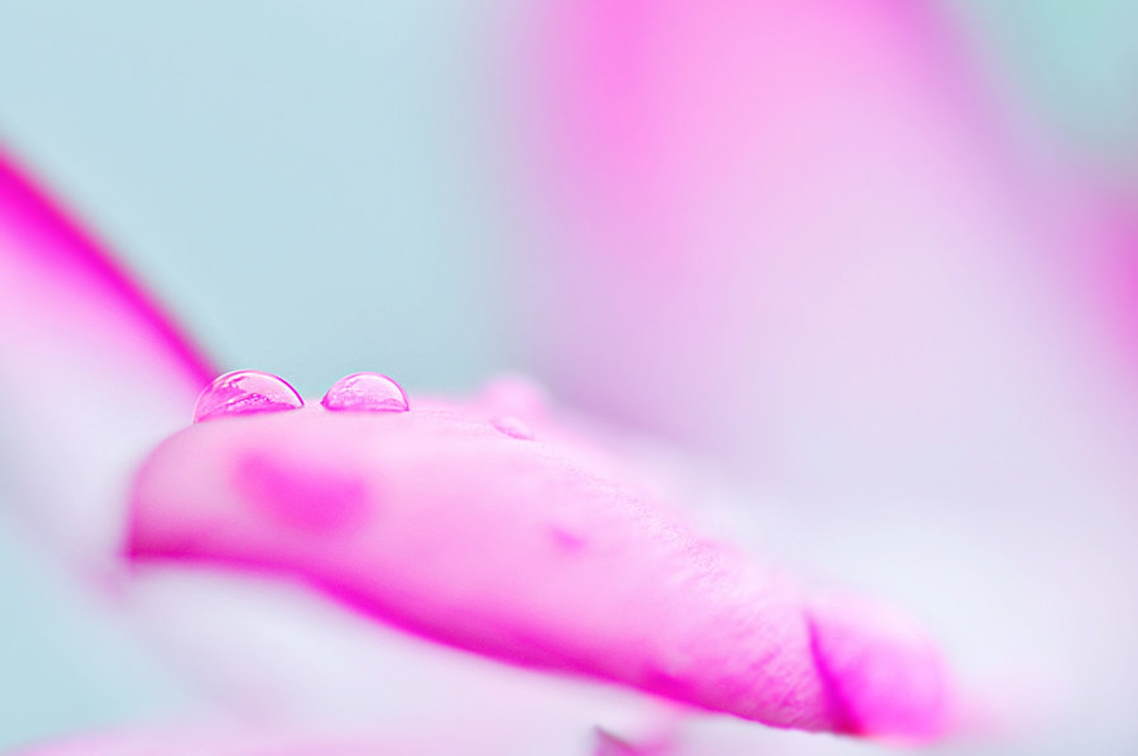 softly fresh by Anja
