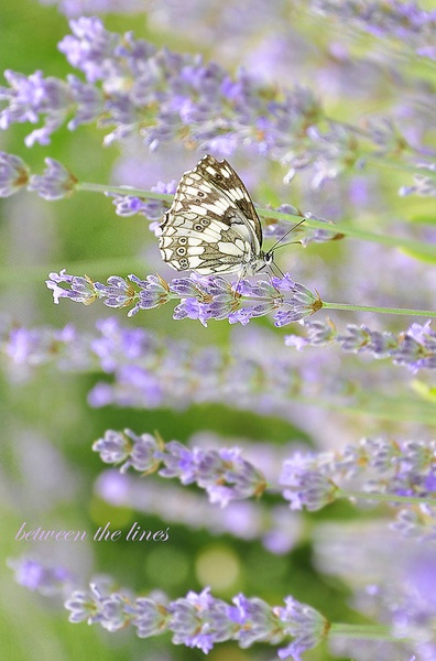 between the lines by Anja