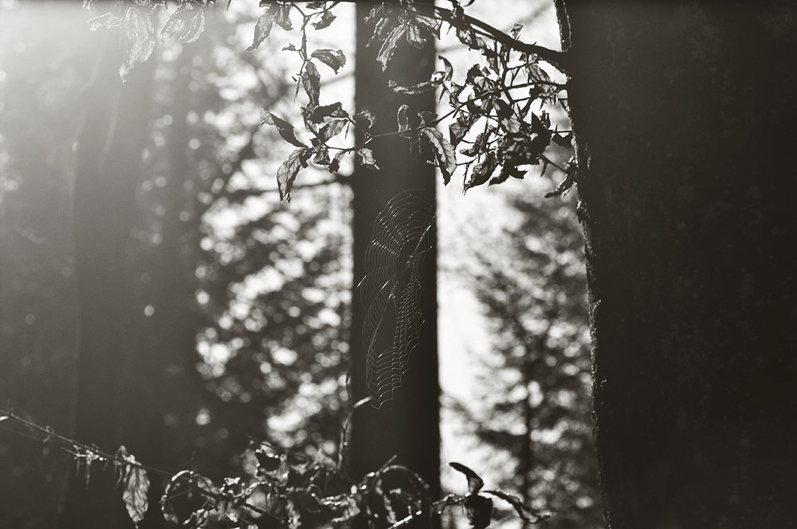 past by Anja