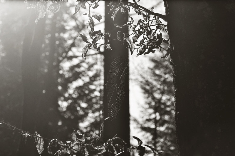 past by Anja