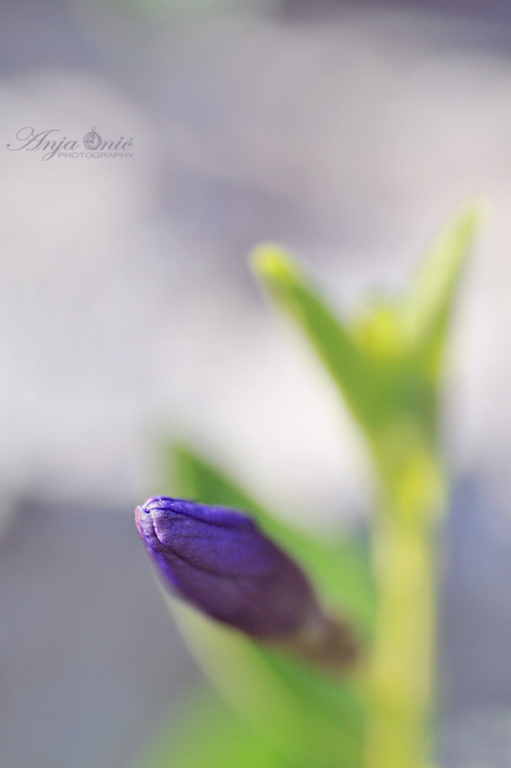 popek by Anja