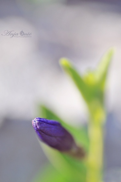 popek by Anja