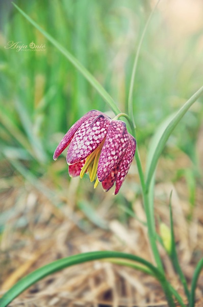 močvirski tulipan by Anja