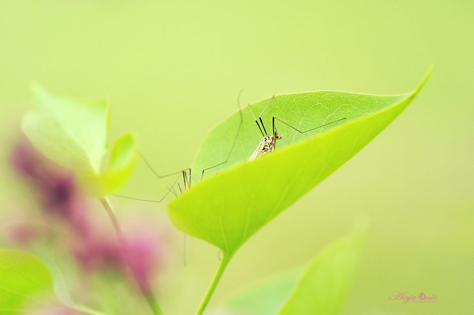 hidden romance by Anja