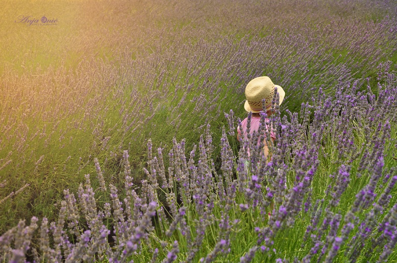 lavender fairytale by Anja