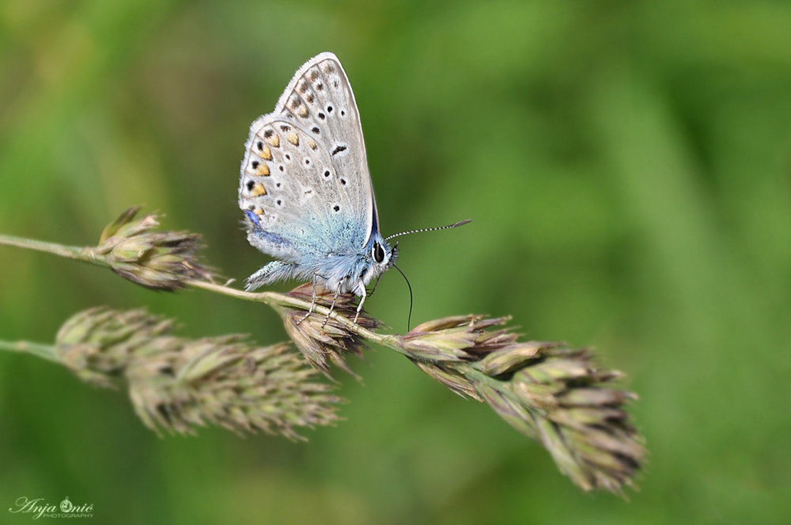mali modri... by Anja