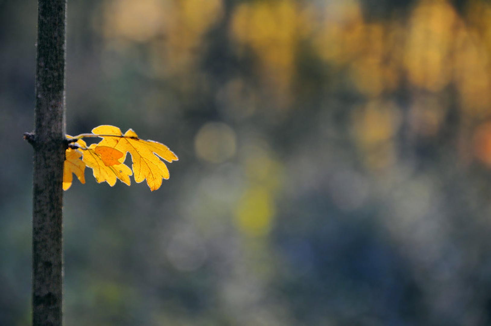 leaves by Anja