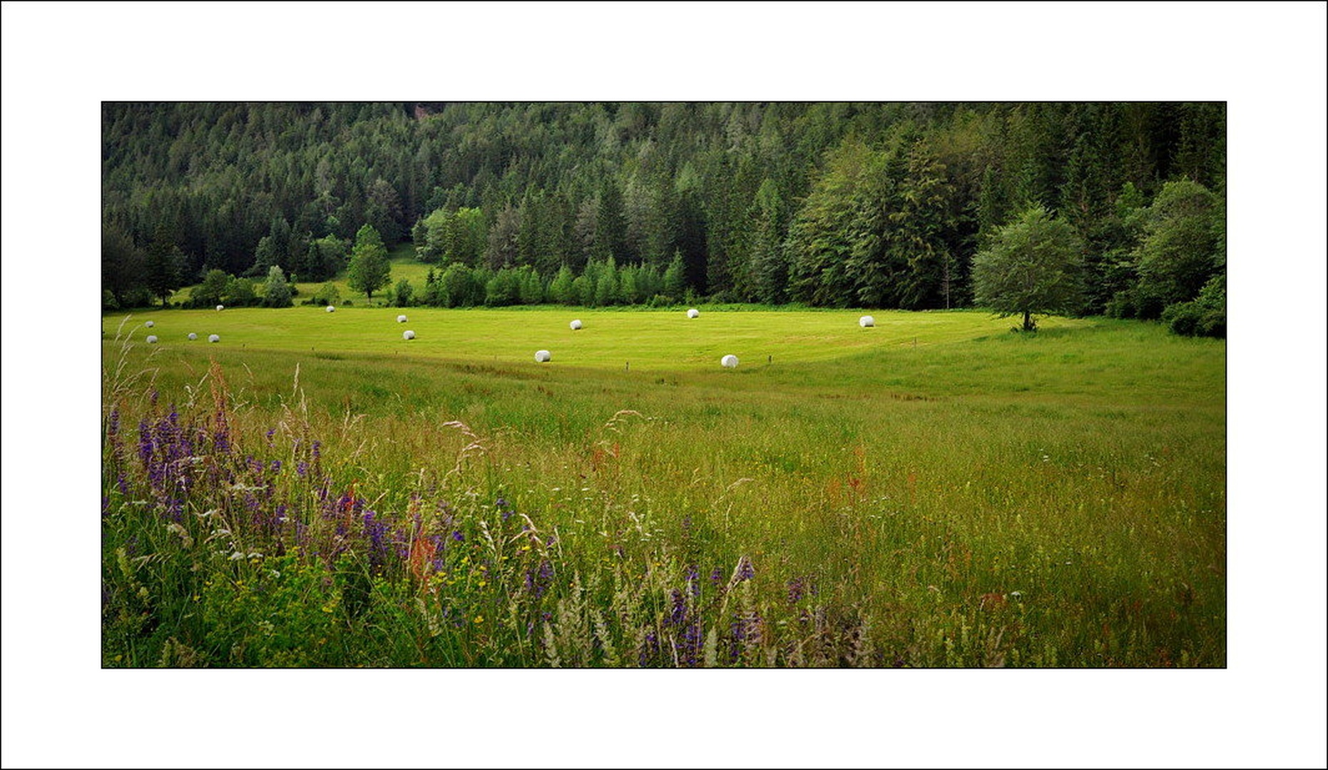 cvetje, travniki, gozdovi... by Anja