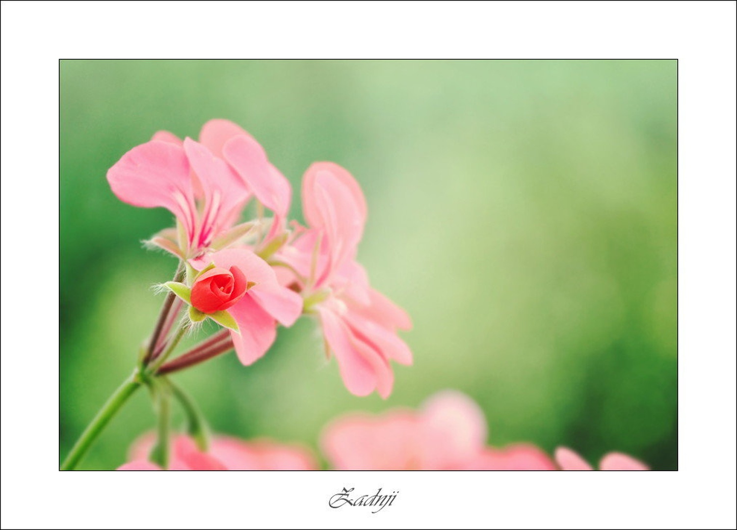 zadnji... by Anja